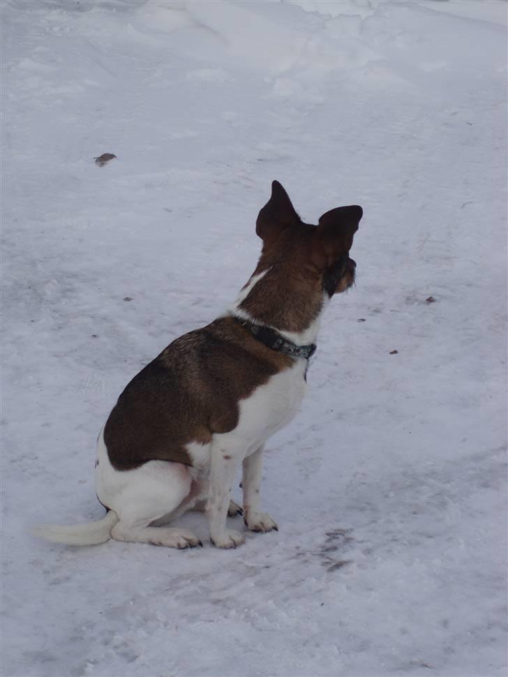 Dansk svensk gaardhund | Sputnik billede 5