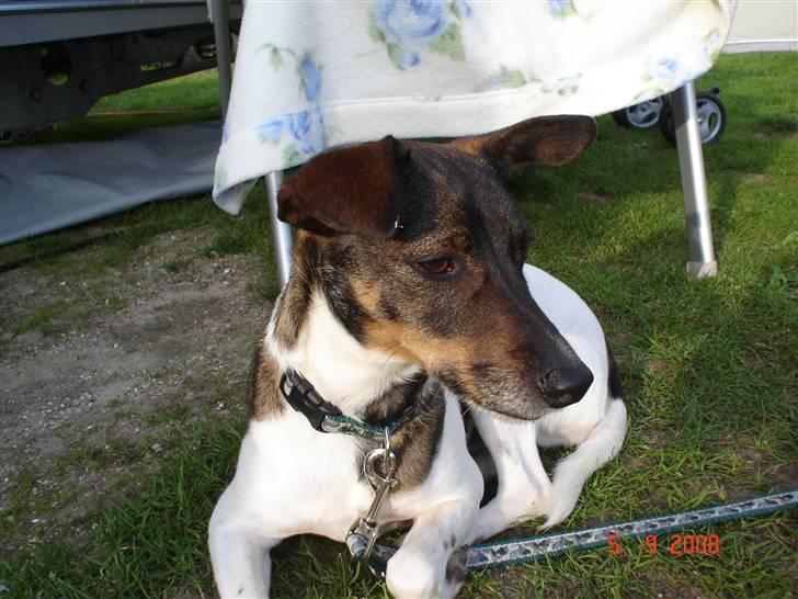 Dansk svensk gaardhund | Sputnik billede 6