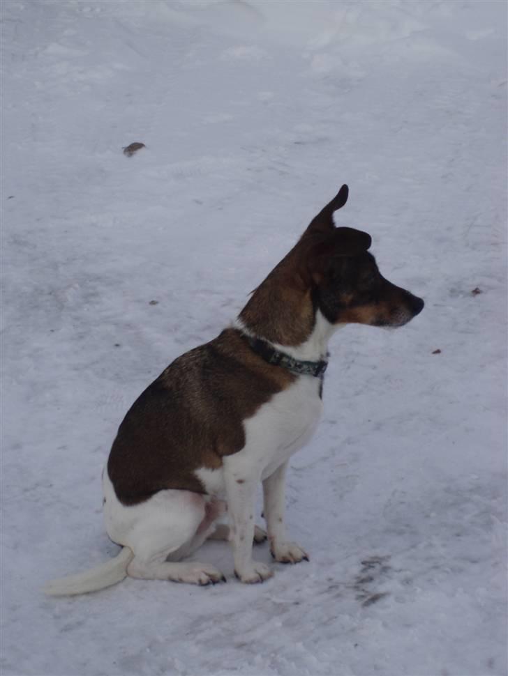 Dansk svensk gaardhund | Sputnik billede 7