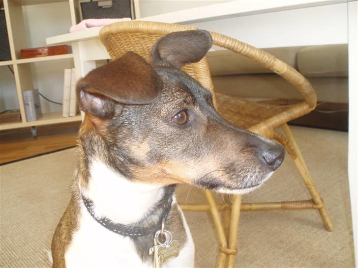 Dansk svensk gaardhund | Sputnik billede 8