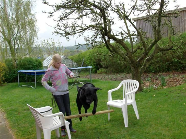 Labrador retriever king ( R.I.P <3 aflivet) - Se jeg er verdens mester i spring<3 billede 18