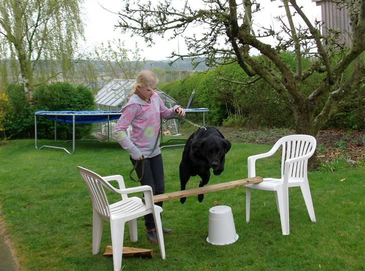 Labrador retriever king ( R.I.P <3 aflivet) billede 19