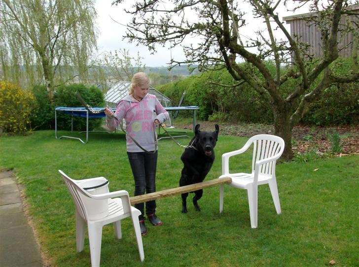 Labrador retriever king ( R.I.P <3 aflivet) billede 20