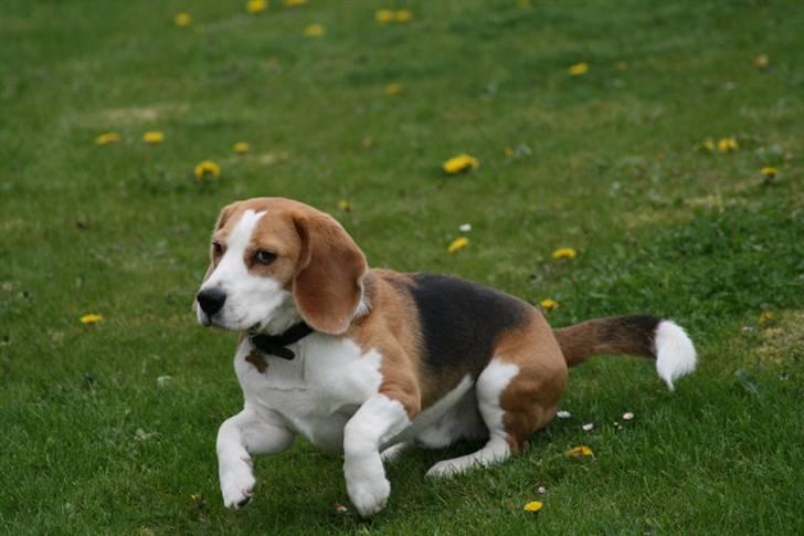 Beagle Zico billede 11