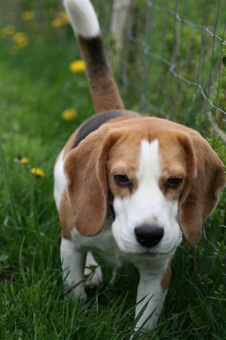 Beagle Zico billede 12