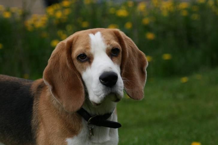 Beagle Zico billede 13