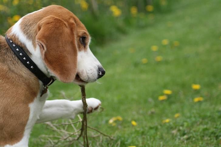 Beagle Zico billede 14