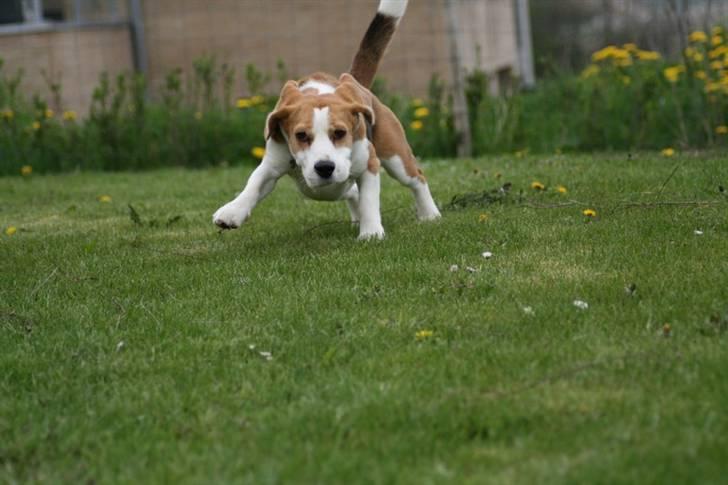 Beagle Zico billede 15