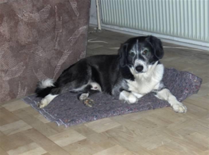 Blanding af racer marco billede 2