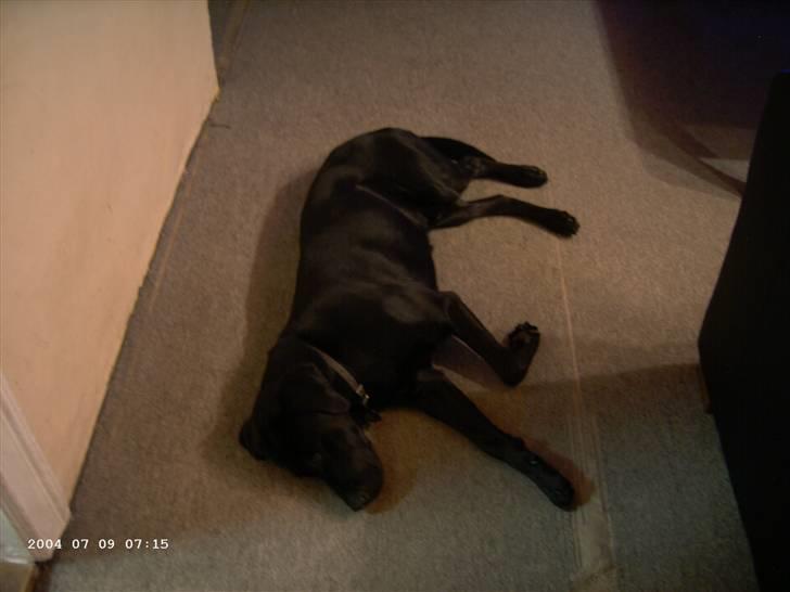 Blanding af racer Balou billede 11