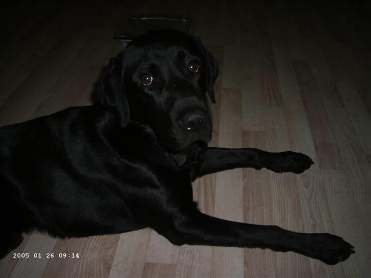 Blanding af racer Balou billede 12