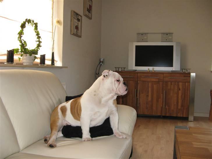 Engelsk bulldog Arnold - jeg er en god vagthund. billede 8