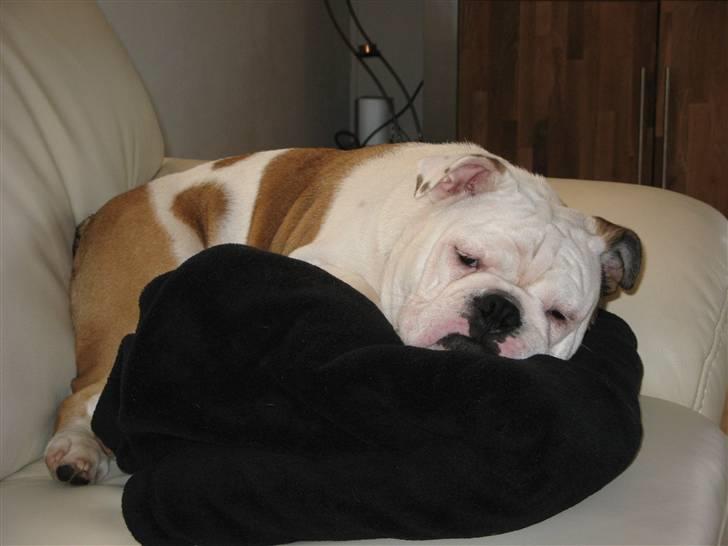 Engelsk bulldog Arnold - jeg snupper lige en lur i sofaen, men jeg kan alligevel godt se i tager billeder af mig. billede 9