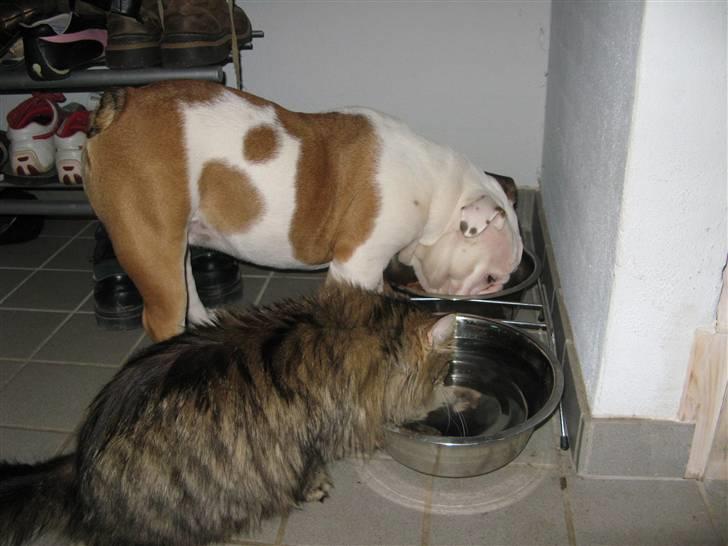 Engelsk bulldog Arnold - Pjevs og jeg er gode til at dele mine ting/mad  billede 10