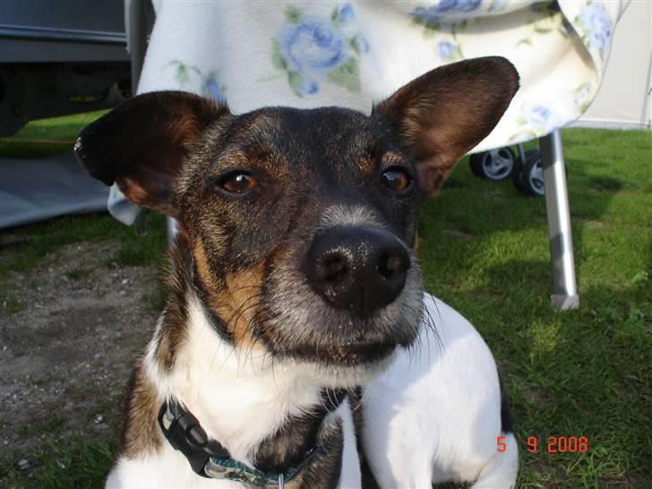 Dansk svensk gaardhund | Sputnik billede 9