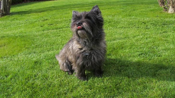 Cairn terrier Buster billede 16