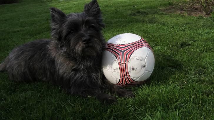Cairn terrier Buster - Ham og hans bold! Han elsker bolde! <3 billede 17