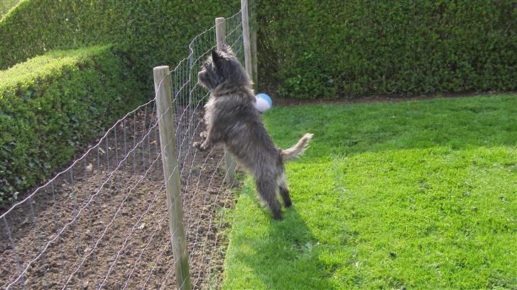 Cairn terrier Buster - Der går da nogen! (:  billede 18