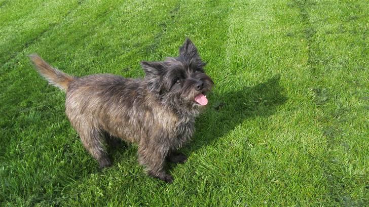 Cairn terrier Buster - Uha, du glad! <3 billede 19