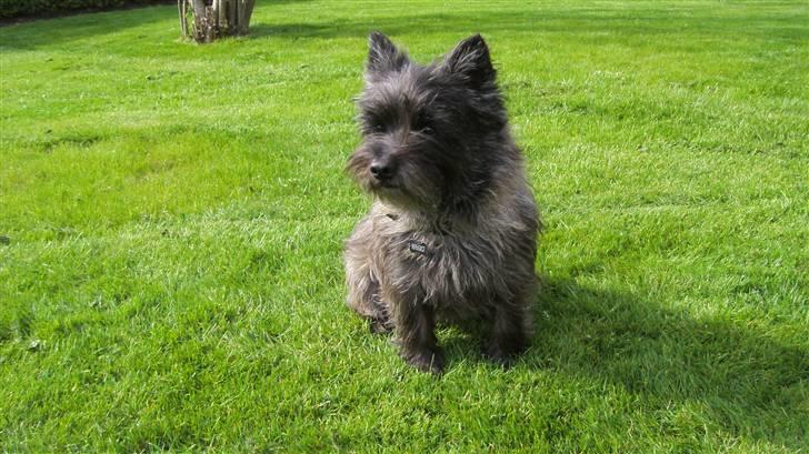 Cairn terrier Buster - Går der mon nogen på vejen? Det er jo min vej! (: billede 20