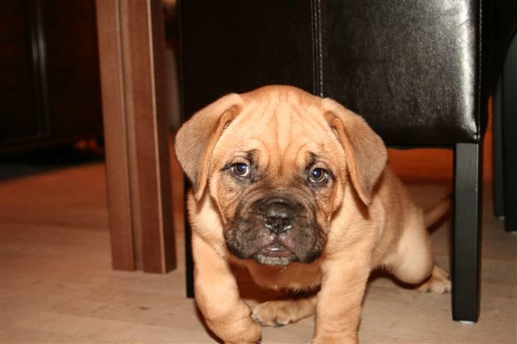 Dogue de bordeaux Bob - Vi sniger os afsted på tå..... billede 12