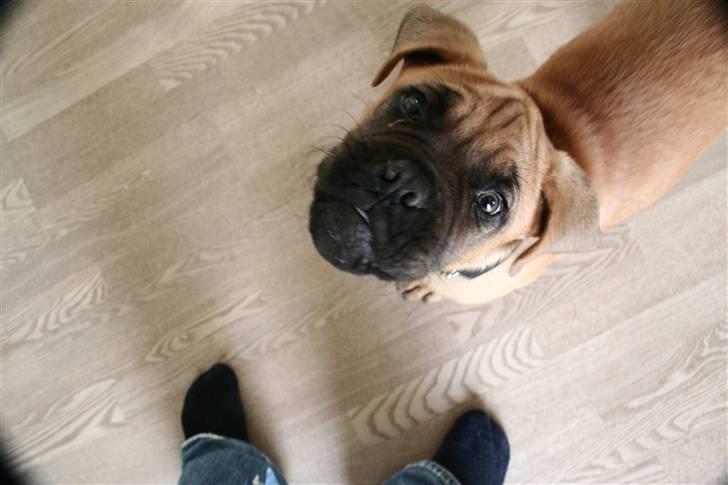 Dogue de bordeaux Bob - Du er godt nok høj... billede 13