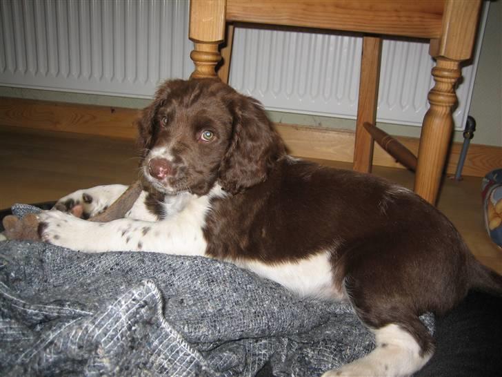 Field Trial spaniel Nougat billede 16