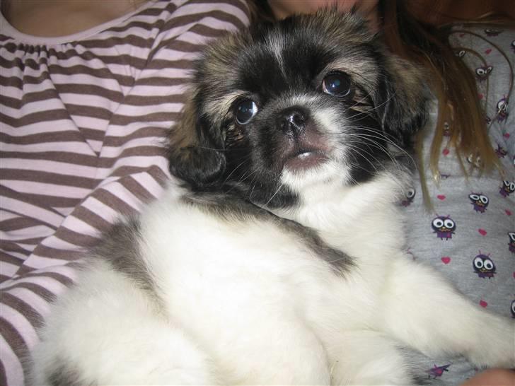 Tibetansk spaniel Follow Oriental Silk billede 9