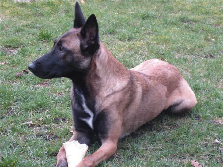 Malinois Caya du Pote Malin billede 9