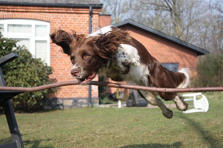 Field Trial spaniel Nougat billede 17
