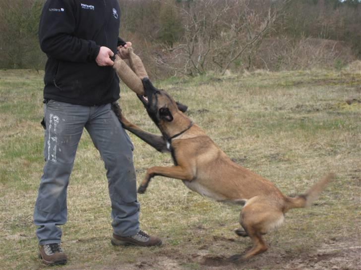 Malinois Caya du Pote Malin billede 10