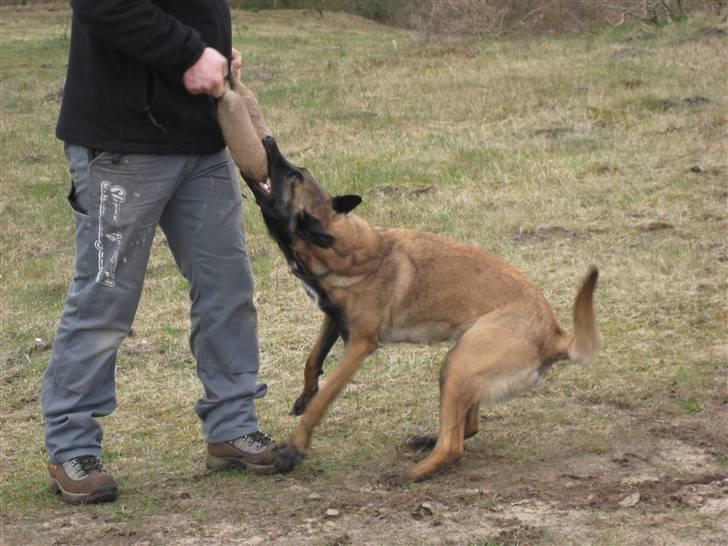 Malinois Caya du Pote Malin billede 11