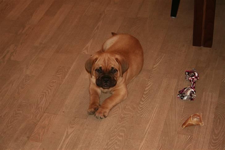 Dogue de bordeaux Bob billede 14