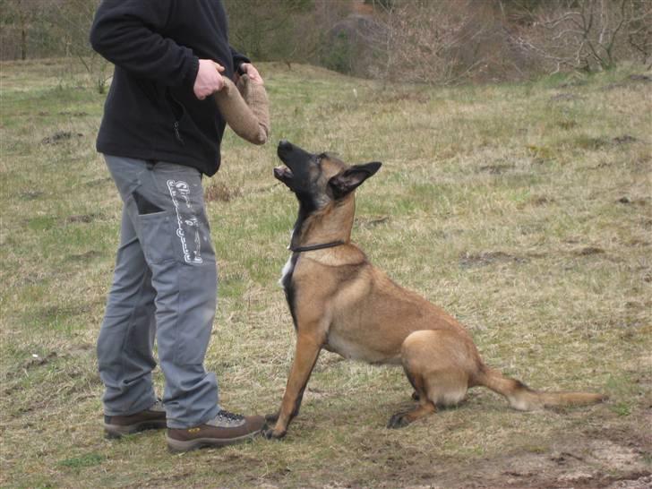 Malinois Caya du Pote Malin billede 12
