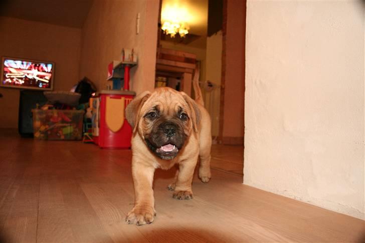 Dogue de bordeaux Bob billede 15