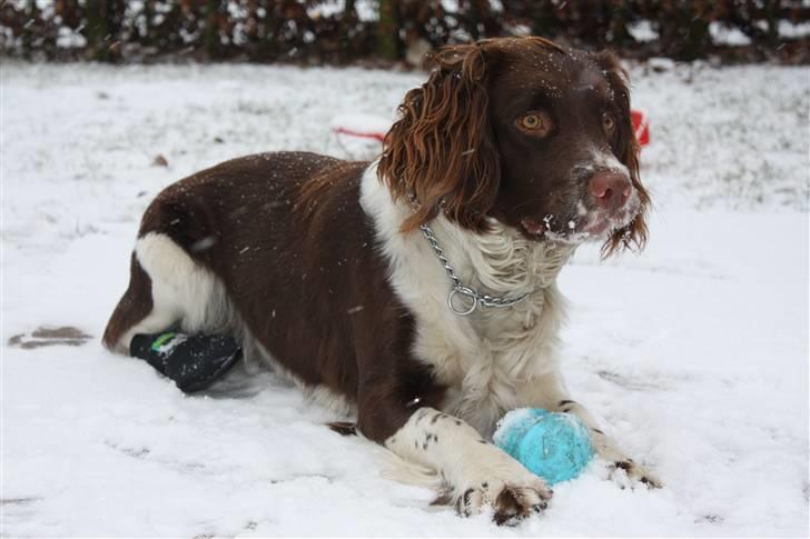 Field Trial spaniel Nougat billede 18