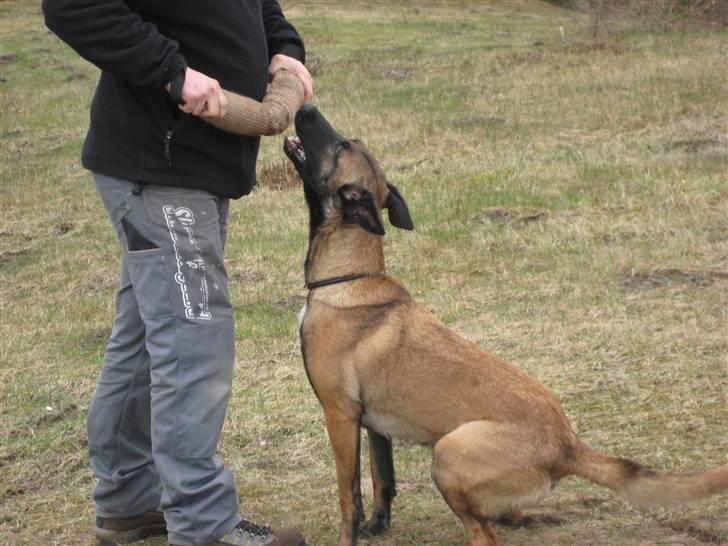 Malinois Caya du Pote Malin billede 13