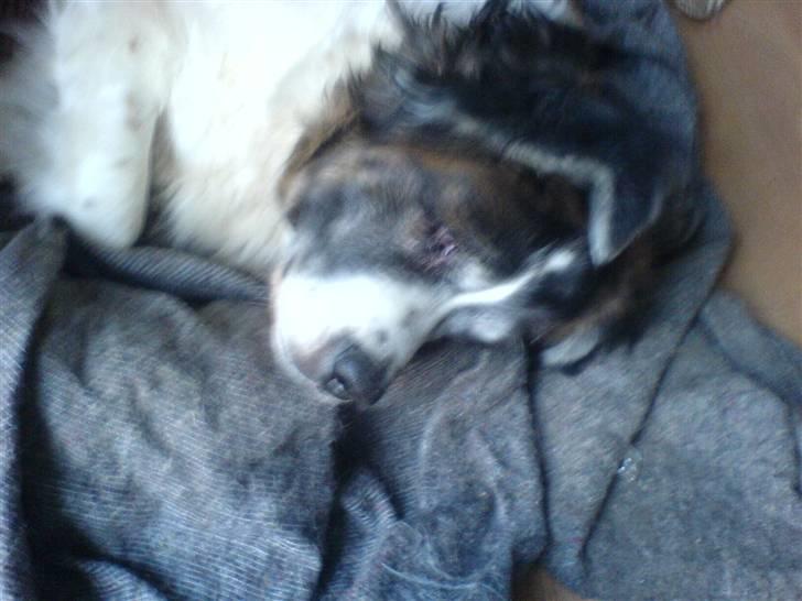 Sankt bernhardshund Trille billede 5