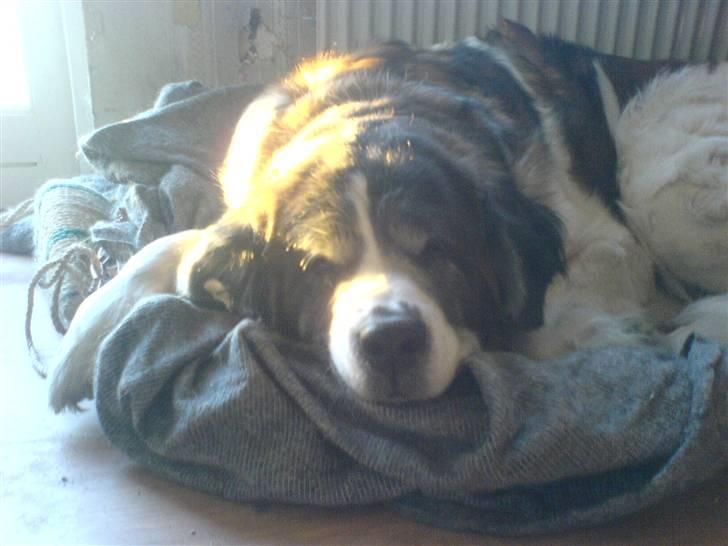 Sankt bernhardshund Trille billede 6