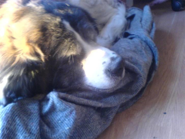 Sankt bernhardshund Trille billede 7