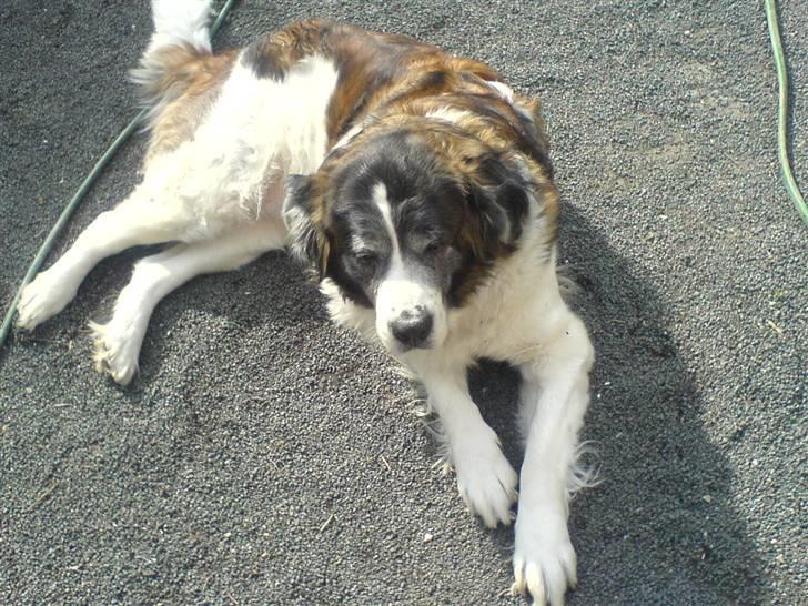 Sankt bernhardshund Trille billede 8