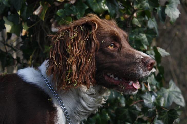 Field Trial spaniel Nougat billede 19