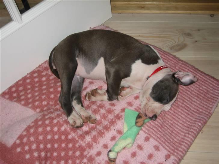 Amerikansk staffordshire terrier Luna billede 17