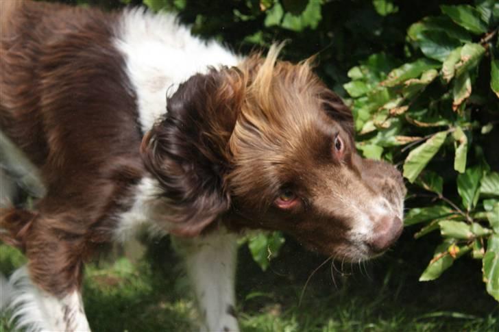 Field Trial spaniel Nougat billede 20