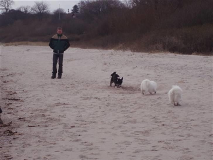 Blanding af racer marco billede 3