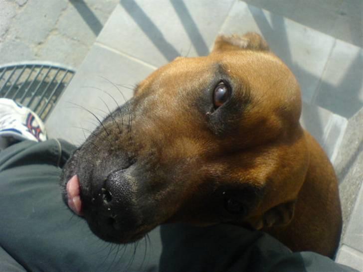 Staffordshire bull terrier -Betty Kaldt Coco - April 2008 - 9Mdr gammel billede 18