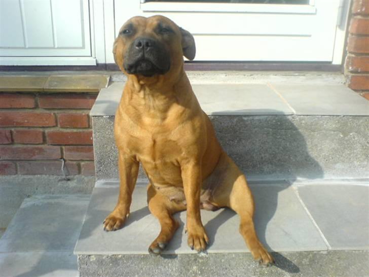 Staffordshire bull terrier -Betty Kaldt Coco - April 2008 - 9Mdr gammel billede 19