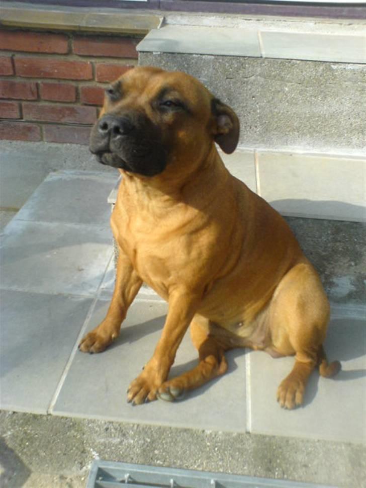Staffordshire bull terrier -Betty Kaldt Coco - April 2008 - 9Mdr gammel billede 20