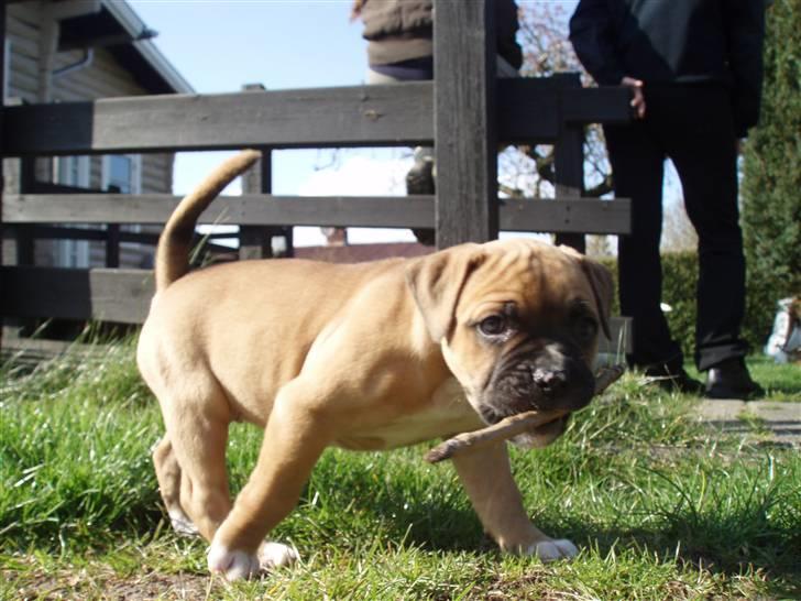 Amerikansk bulldog Fie billede 1