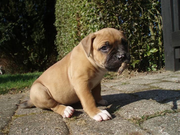 Amerikansk bulldog Fie billede 2